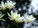玉兰