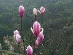 玉兰