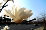 玉兰