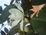 玉兰