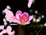 紫荆