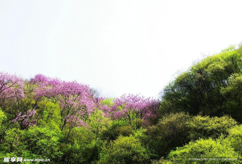 紫荆