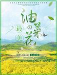 油菜花