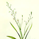 水彩小清新植物装饰画