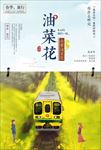 油菜花