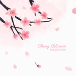 浪漫樱花