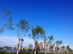 绿树蓝天