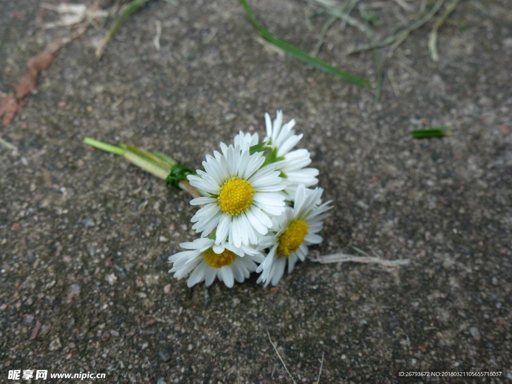 雏菊