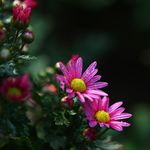 雏菊