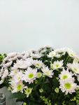 雏菊