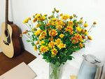 雏菊