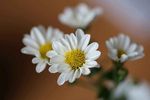 雏菊