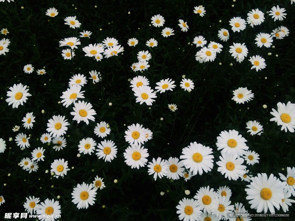 雏菊