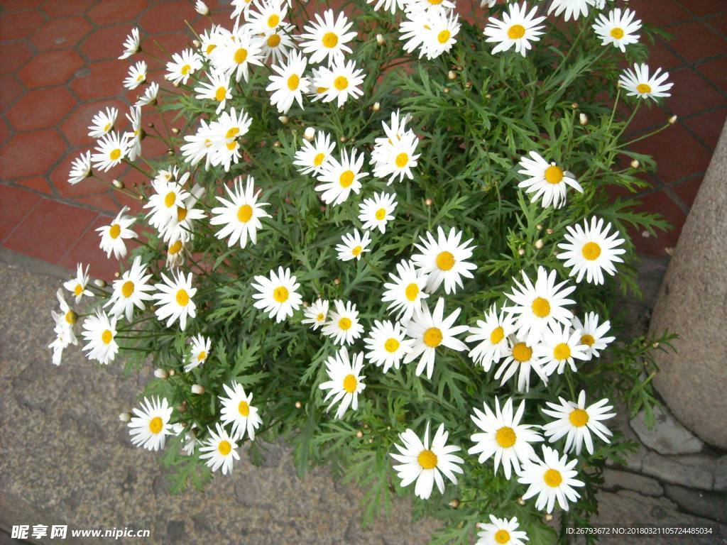 小雏菊 花海 植物 自然 花