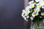 雏菊