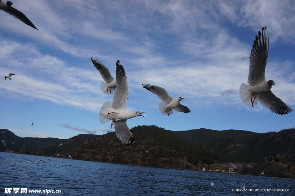 泸沽湖（草海海鸥）