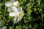 水仙花