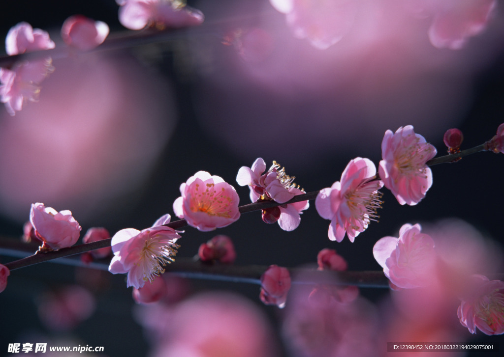 桃花
