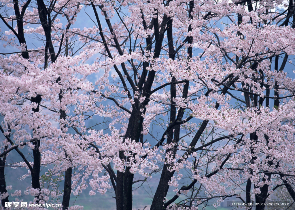 樱花