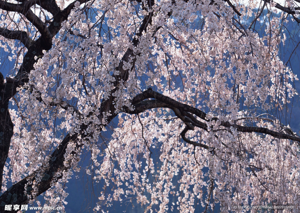 樱花