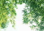 竹叶