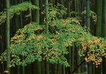 竹子