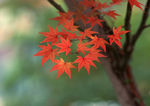 红枫