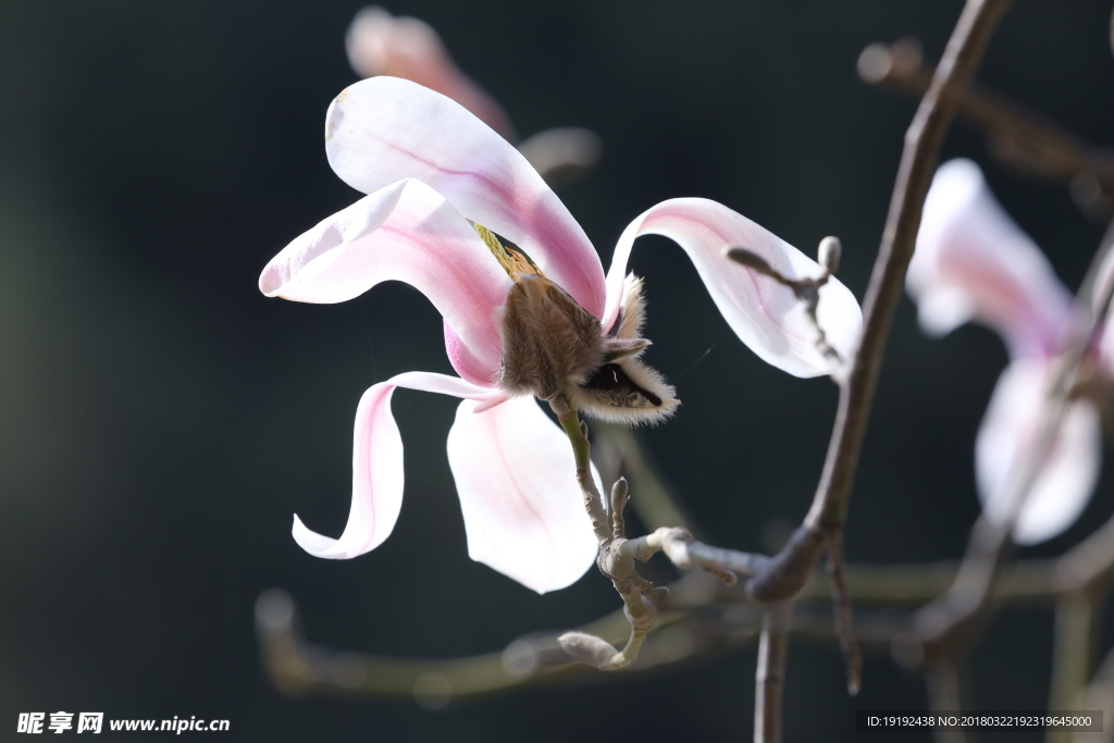 玉兰花