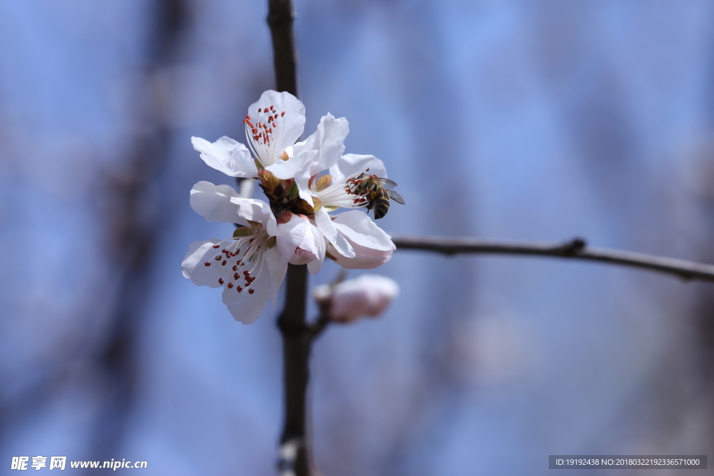 山桃花