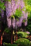 紫藤花