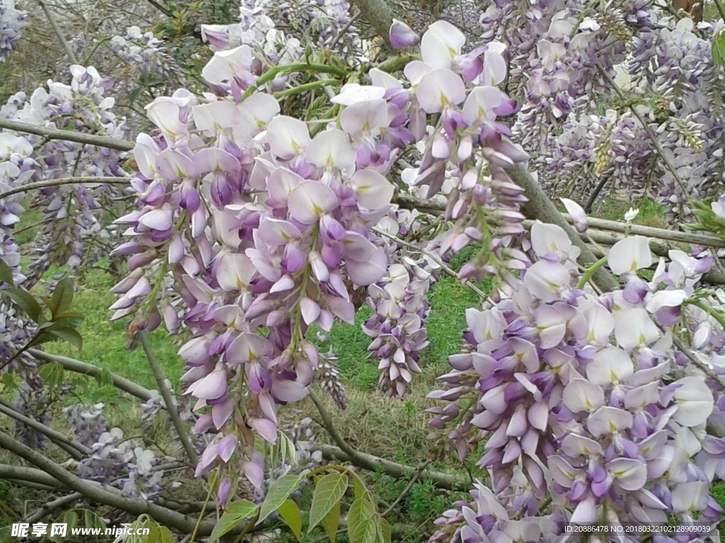 紫藤花