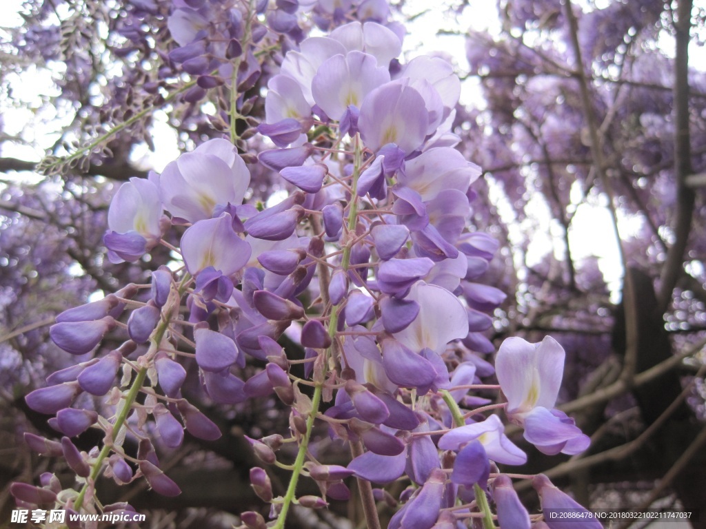 紫藤花