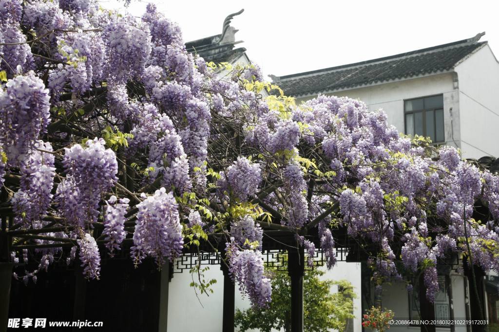 紫藤花