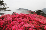杜鹃花
