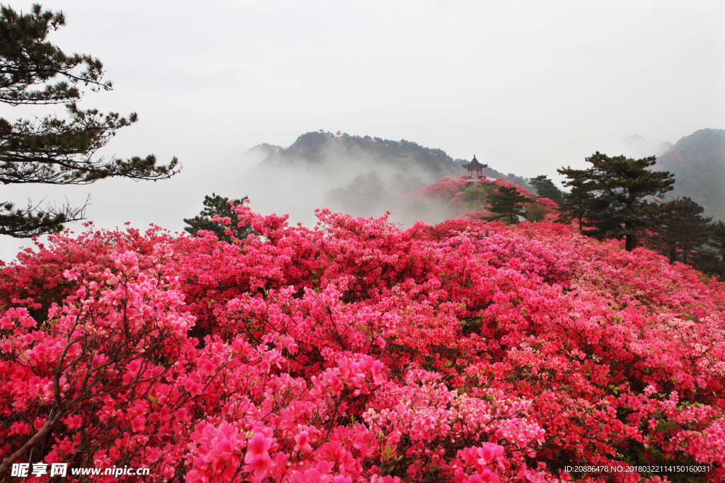 杜鹃花