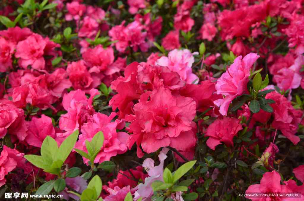 杜鹃花
