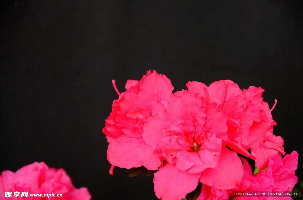 杜鹃花
