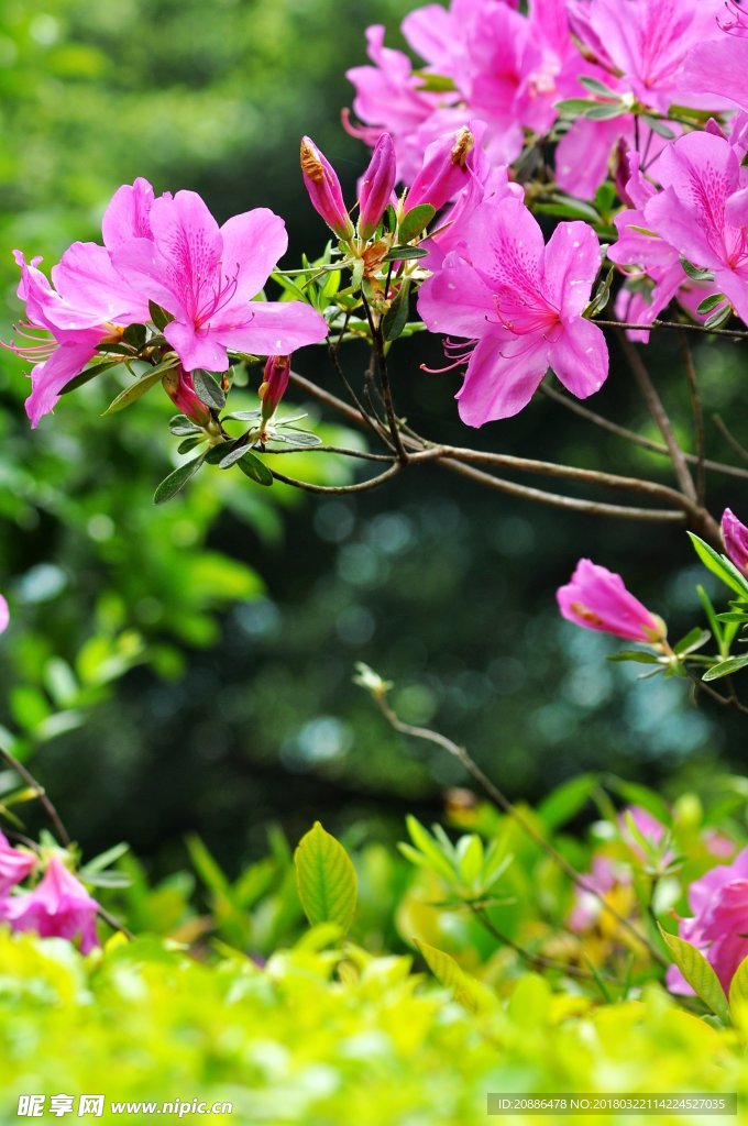杜鹃花