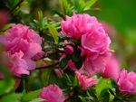杜鹃花