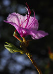 杜鹃花