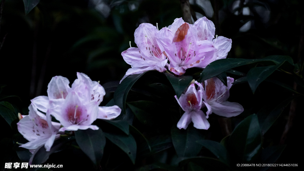 杜鹃花