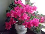 杜鹃花