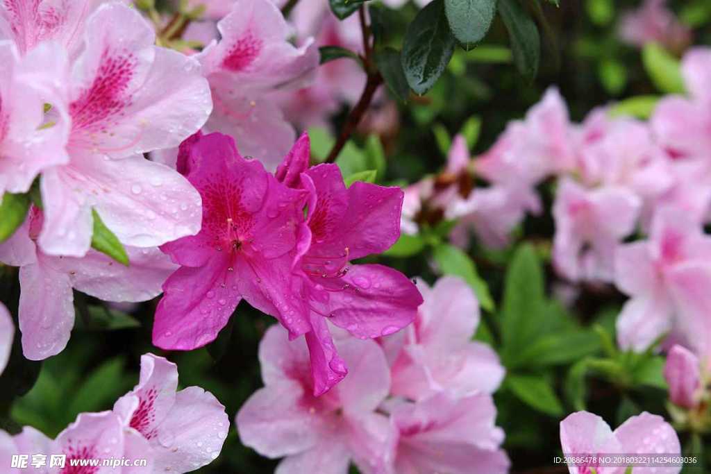 杜鹃花