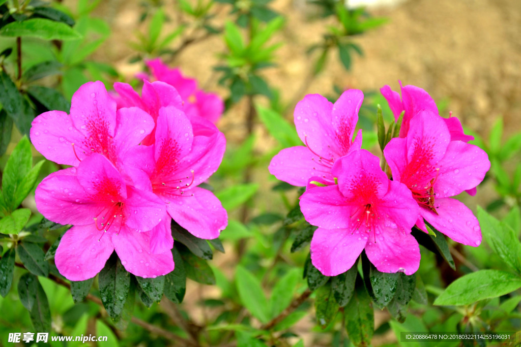 杜鹃花