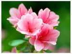 杜鹃花