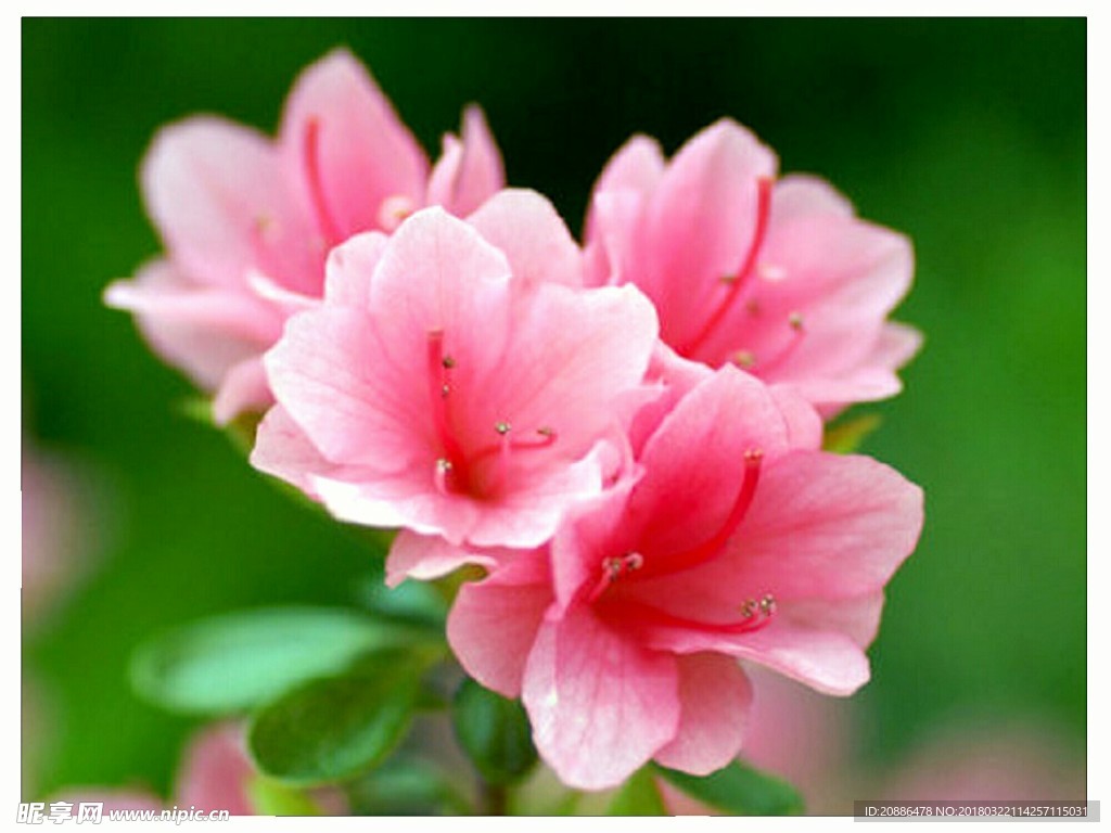 杜鹃花