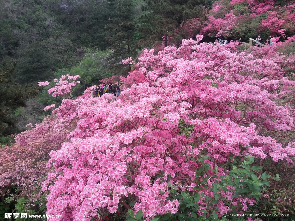 杜鹃花
