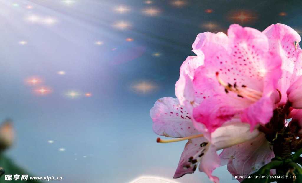 杜鹃花