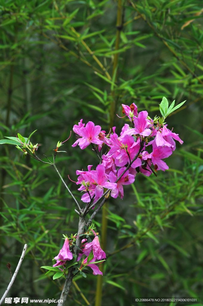 杜鹃花