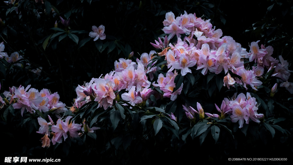杜鹃花